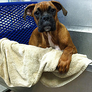 Dog Bath