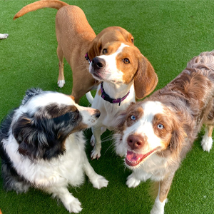 Dog Daycare