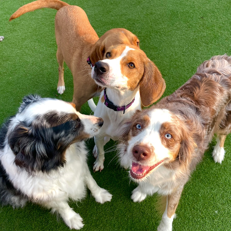 Three Dogs Together