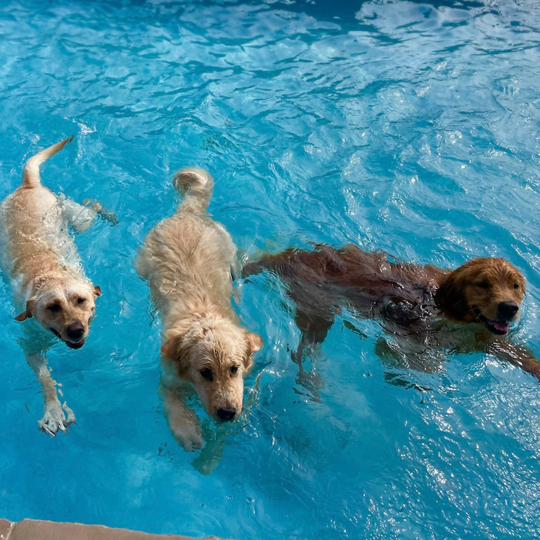 Dogs Swimming