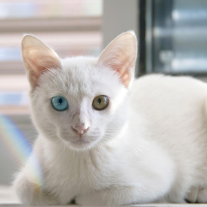 White Cat