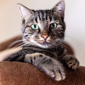 Cat Staring At You